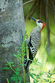 Picture 'Cub1_2_05418 Woodpecker, Cuba'